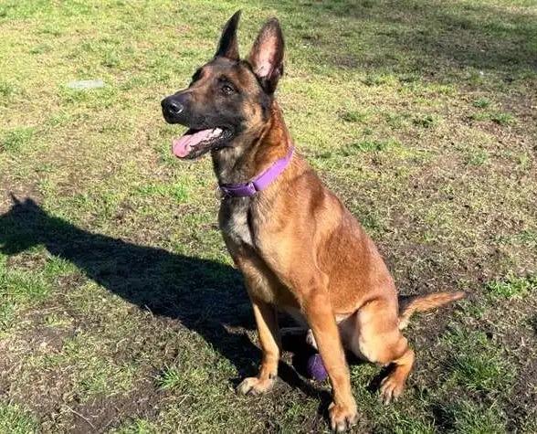 Enlarge Astro, a Adoptable Belgian Shepherd / Malinois in Coupeville, WA image 1/5
