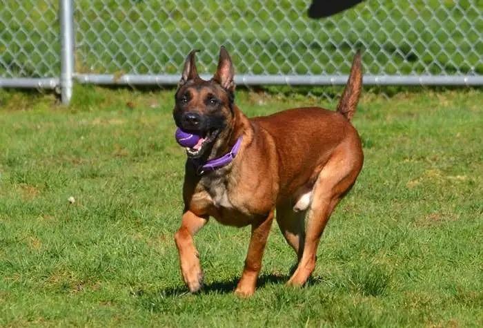 Enlarge Astro, a Adoptable Belgian Shepherd / Malinois in Coupeville, WA image 2/5