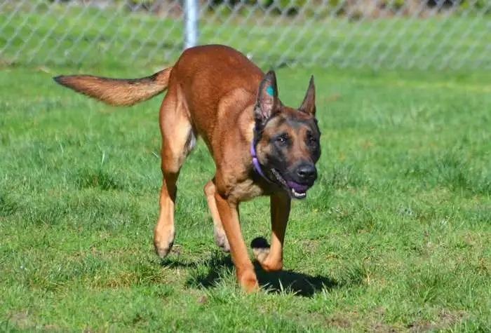 Enlarge Astro, a Adoptable Belgian Shepherd / Malinois in Coupeville, WA image 3/5