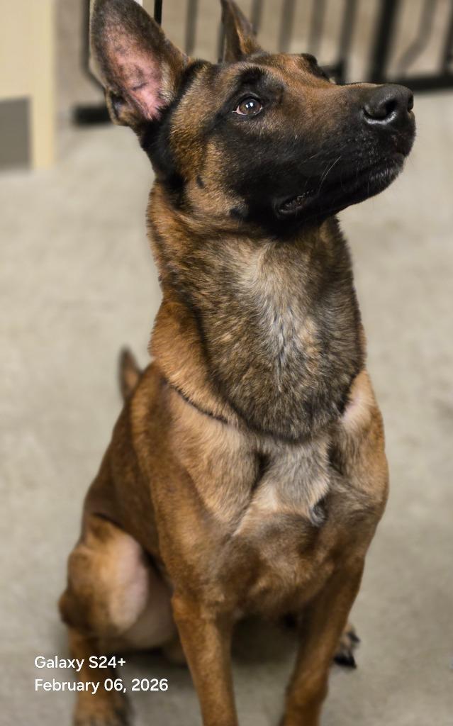 Enlarge Astro, a Adoptable Belgian Shepherd / Malinois in Coupeville, WA image 4/5