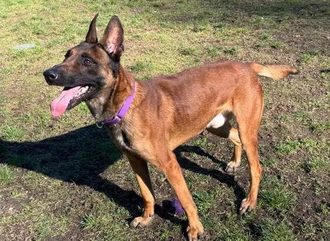 Enlarge Astro, a Adoptable Belgian Shepherd / Malinois in Coupeville, WA image 5/5