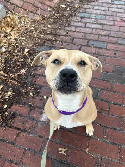 Enlarge LACY, a Adoptable Pit Bull Terrier in Boston, MA image 1/1