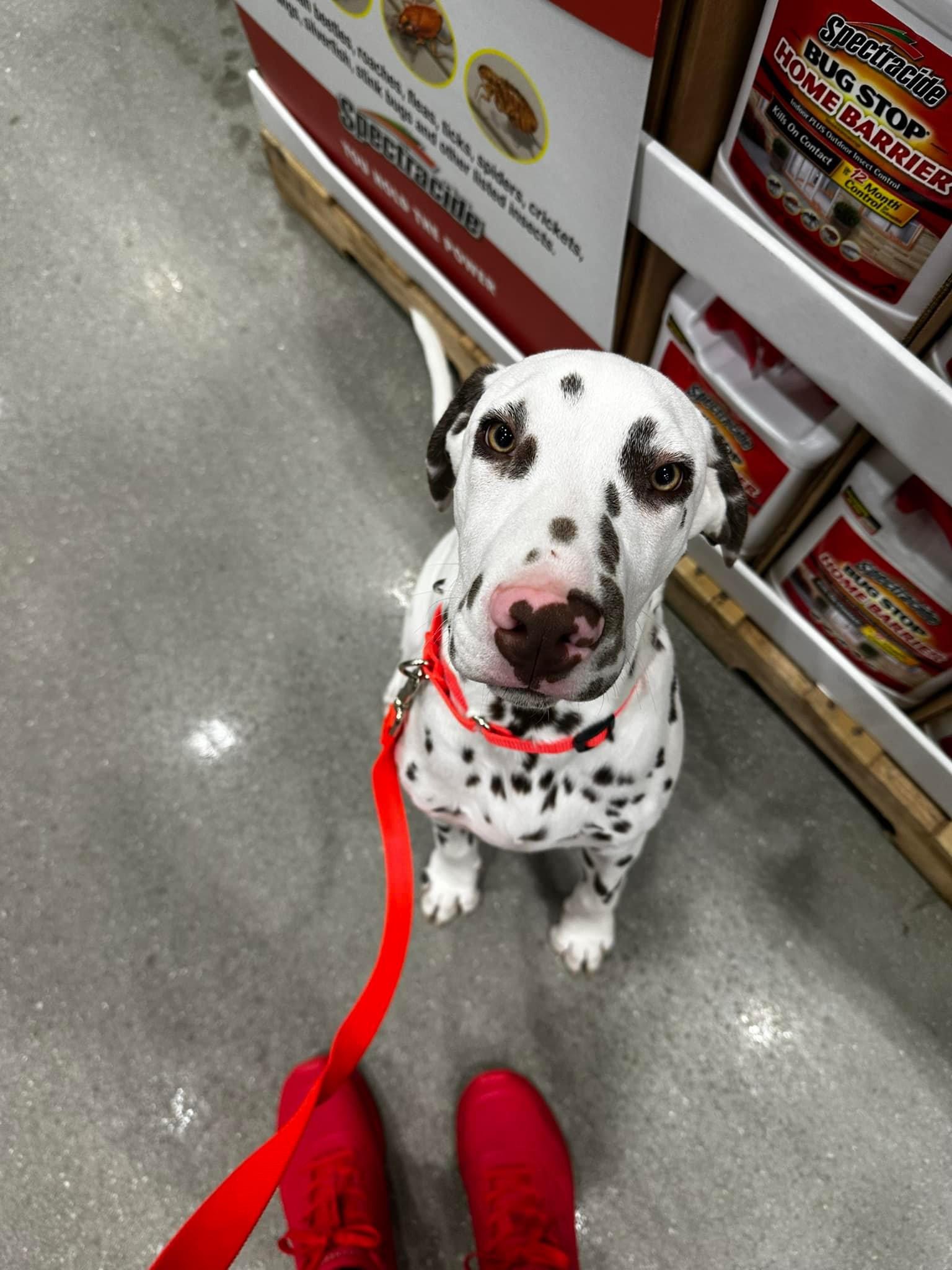 Jasper, Adopted, Young Male Dalmatian.