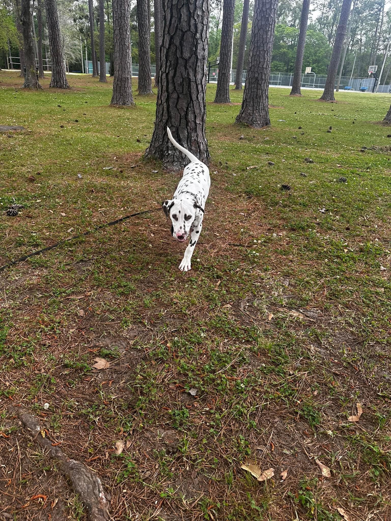 Jasper, a Adopted Dalmatian in Jacksonville, NC image 2/3