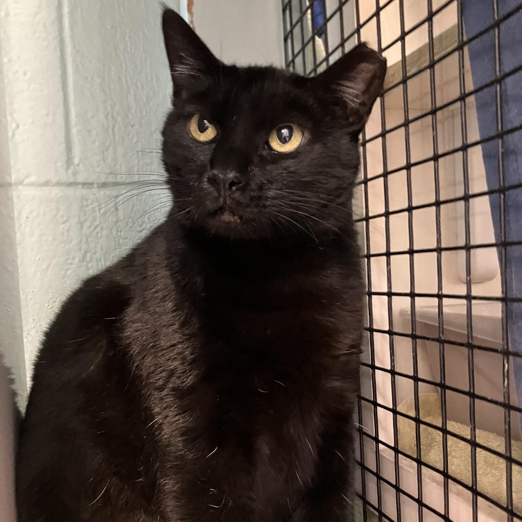 Emma, Adoptable, Adult Female Domestic Short Hair.