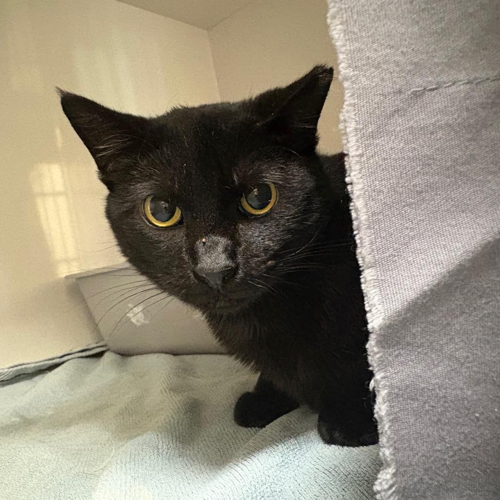 Enlarge Emma, a Adoptable Domestic Short Hair in Redwood City, CA image 2/2