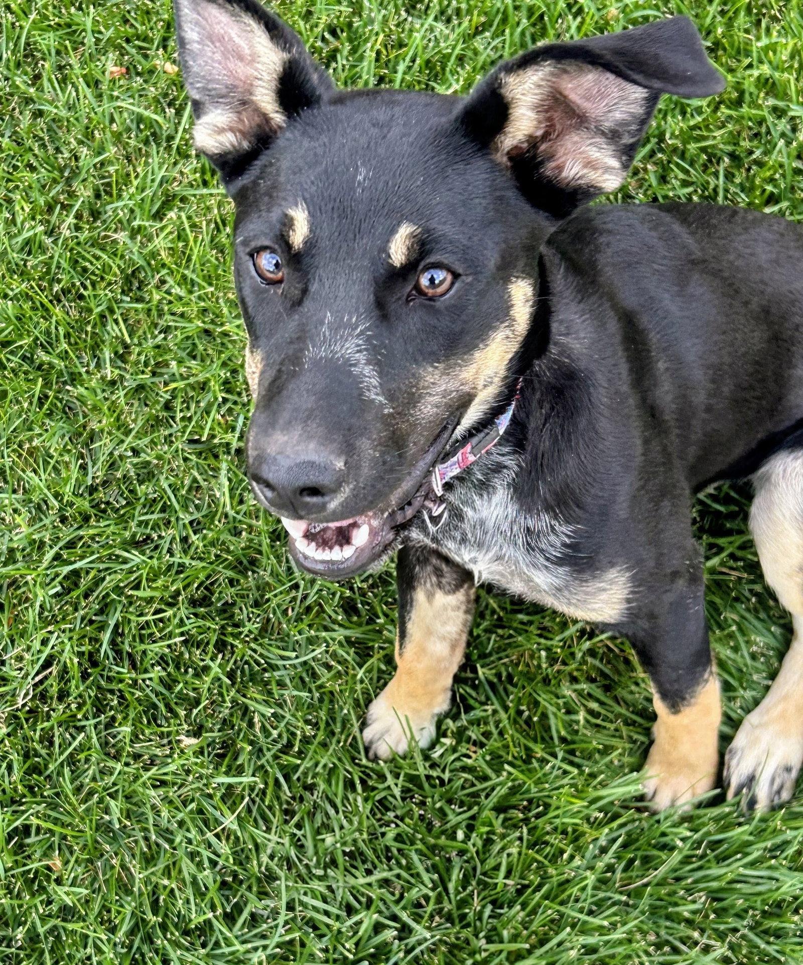Tootsie Pup, Adoptable, Young Female German Shepherd Dog & Rottweiler.