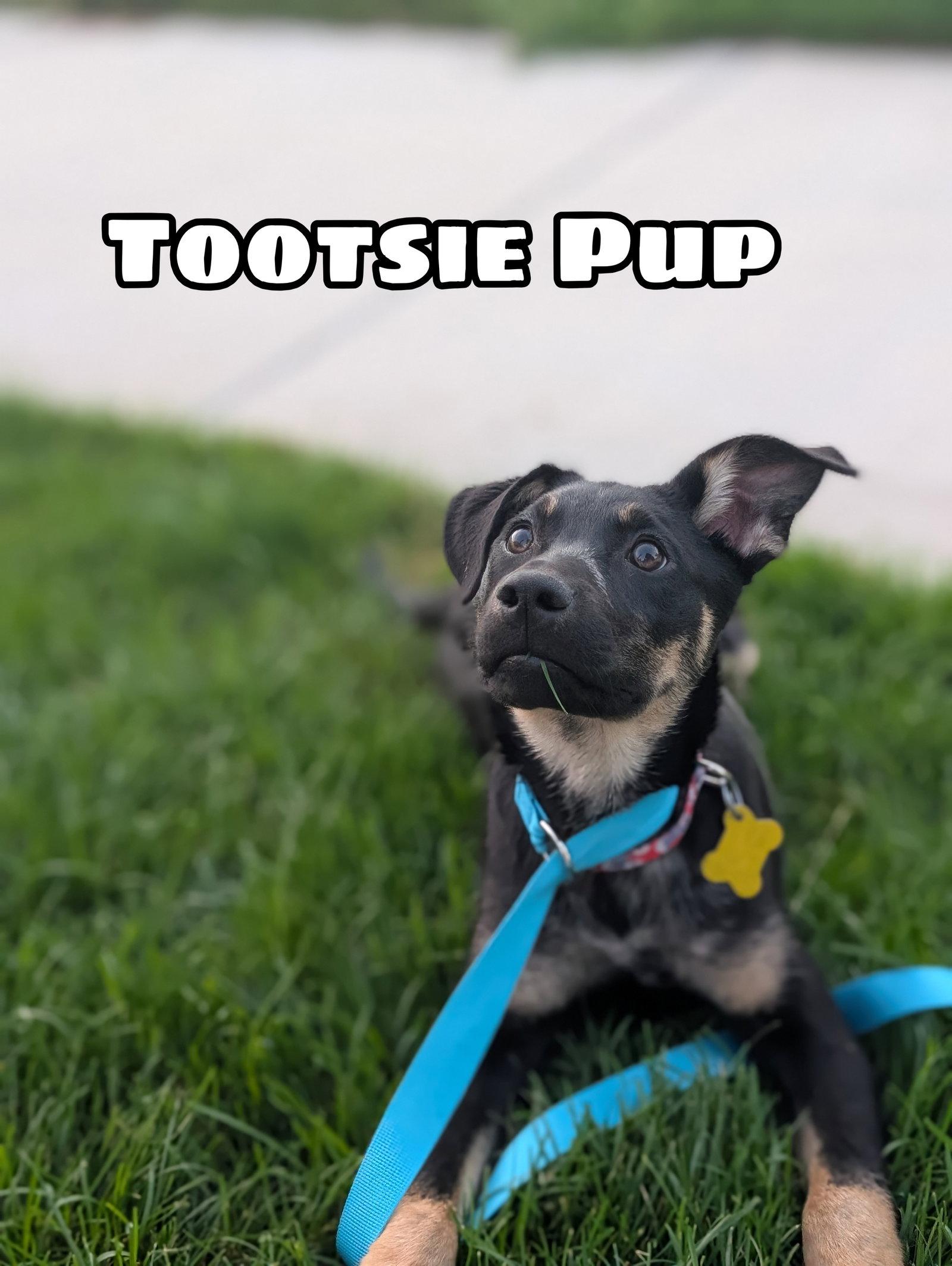 Tootsie Pup, Adoptable, Young Female German Shepherd Dog & Rottweiler.