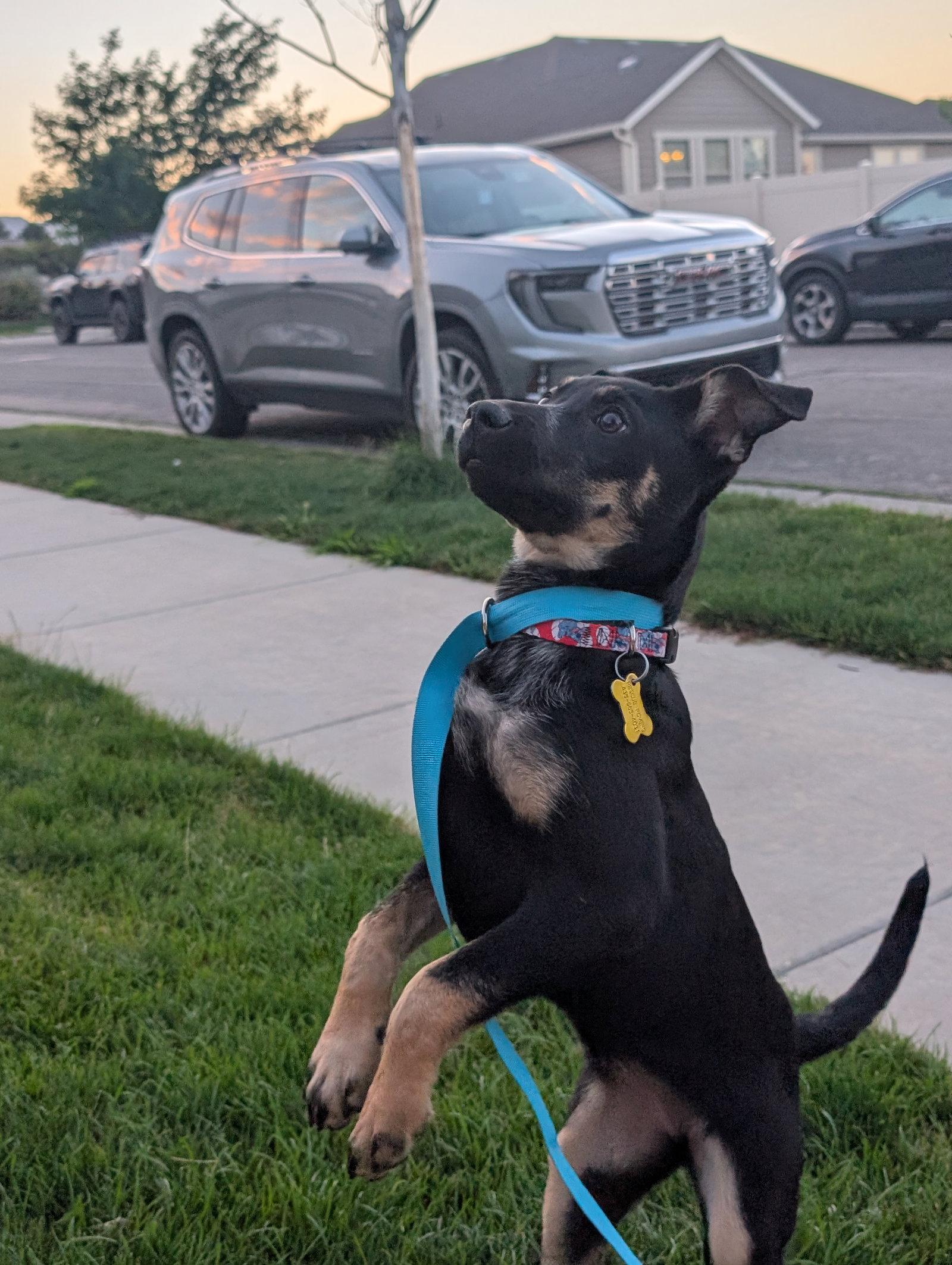 Tootsie Pup, a Adoptable mixed breed in Salt Lake City, UT image 2/3