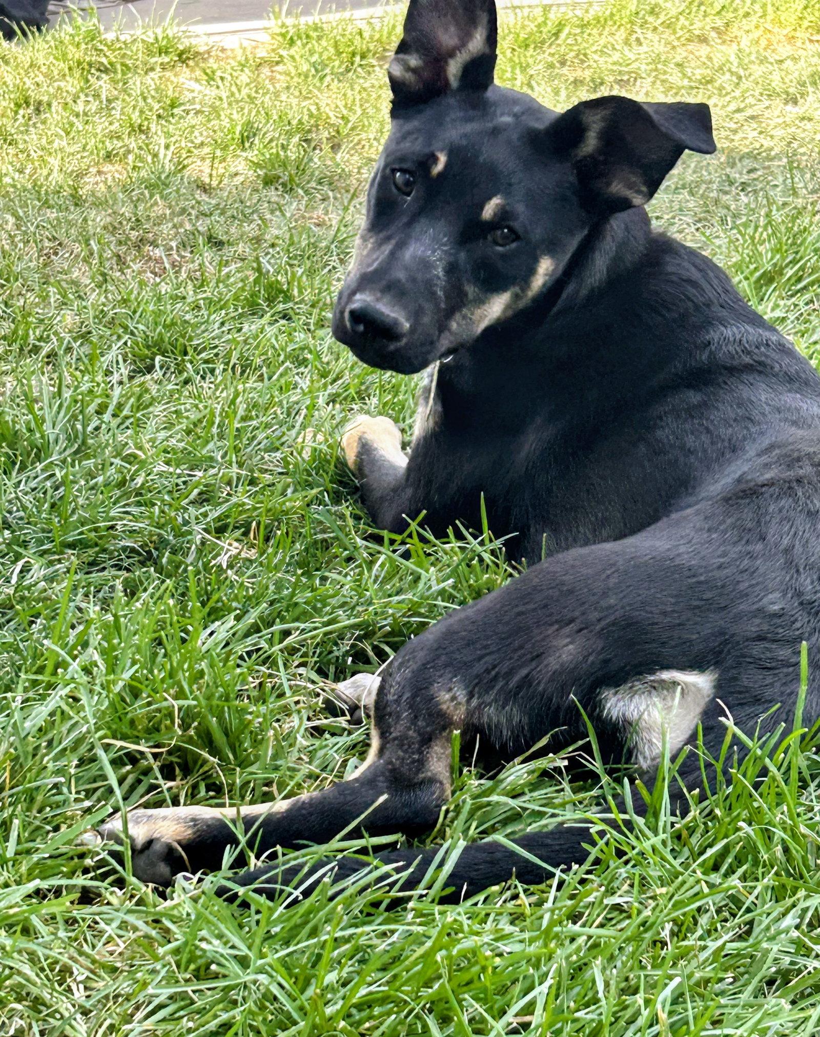 Enlarge Tootsie Pup, a Adoptable mixed breed in Salt Lake City, UT image 2/3