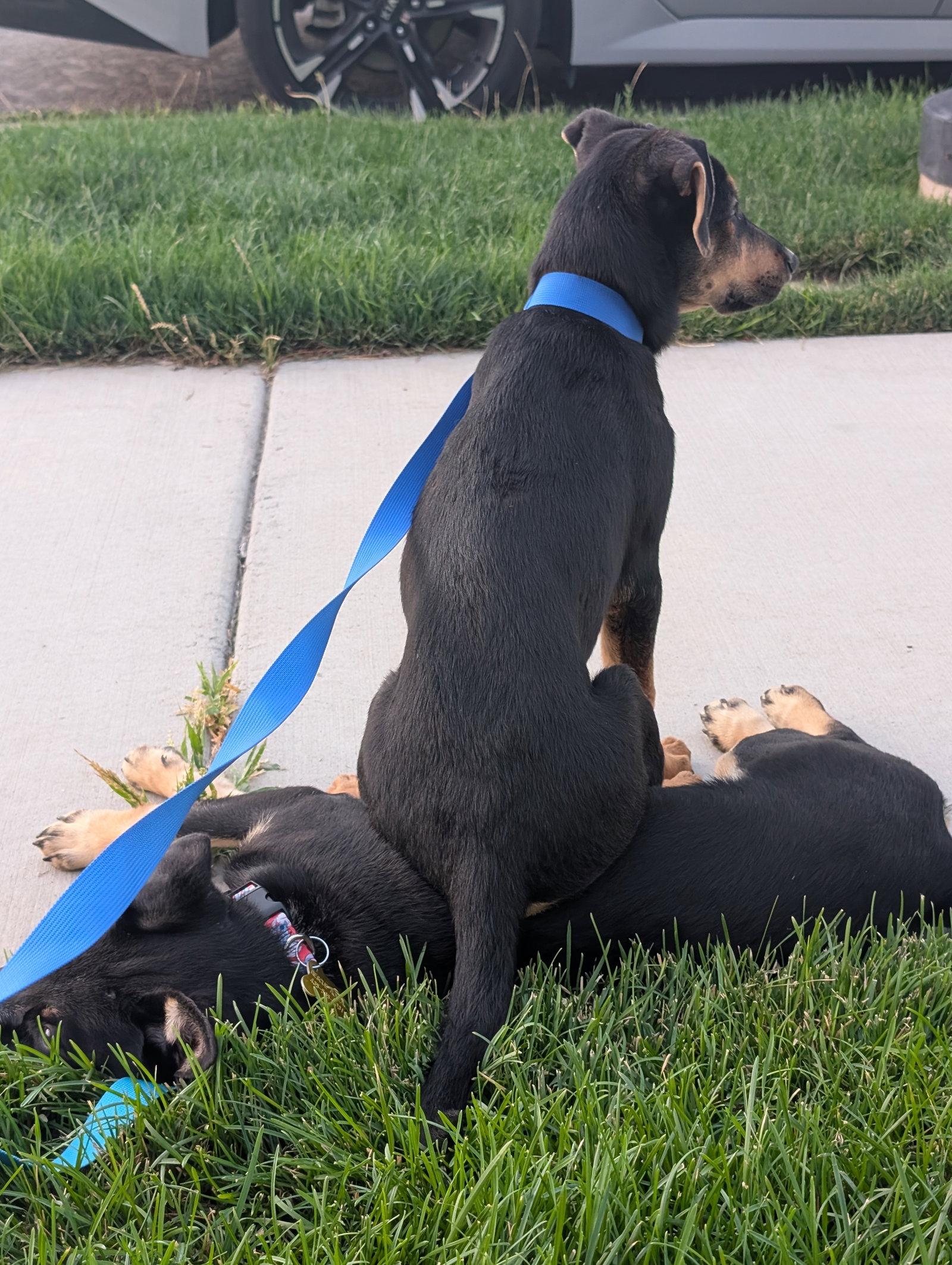 Tootsie Pup, a Adoptable mixed breed in Salt Lake City, UT image 3/3