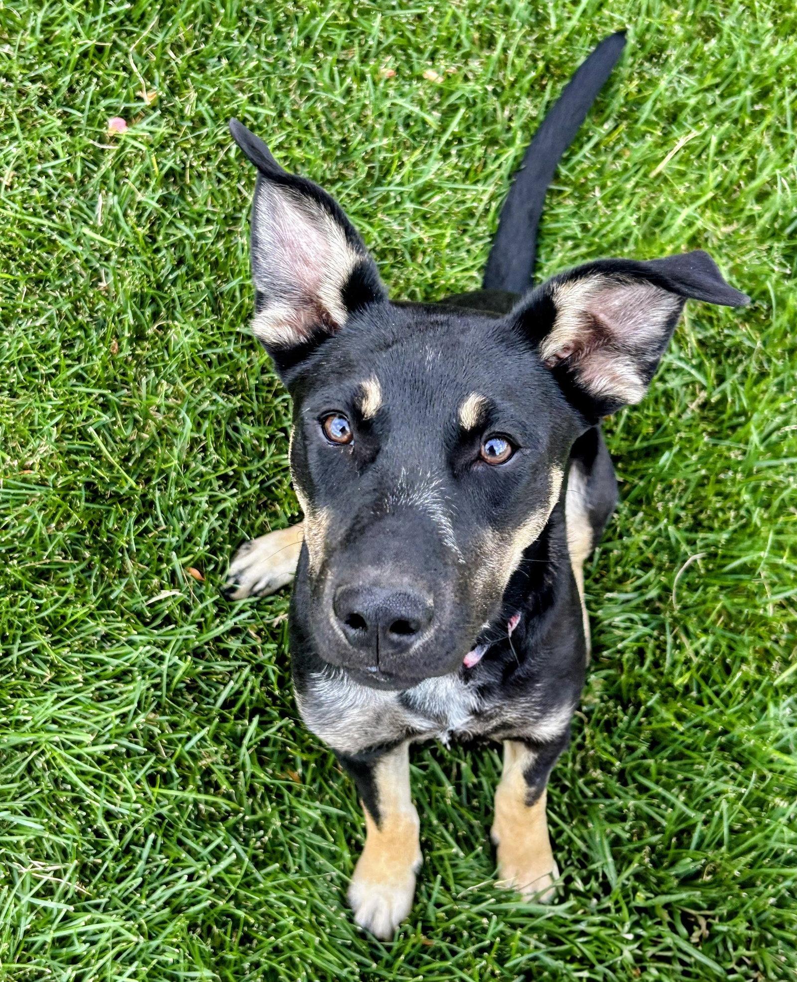 Enlarge Tootsie Pup, a Adoptable mixed breed in Salt Lake City, UT image 3/3