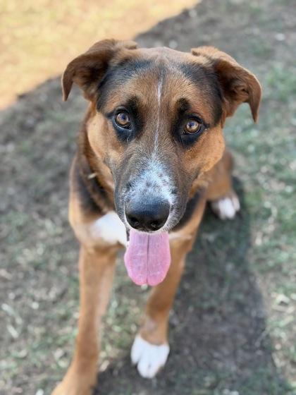 Diego, Adoptable, Young Male Shepherd & Mixed Breed.