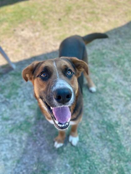 Enlarge Diego, a Adoptable mixed breed in Irving, TX image 2/3