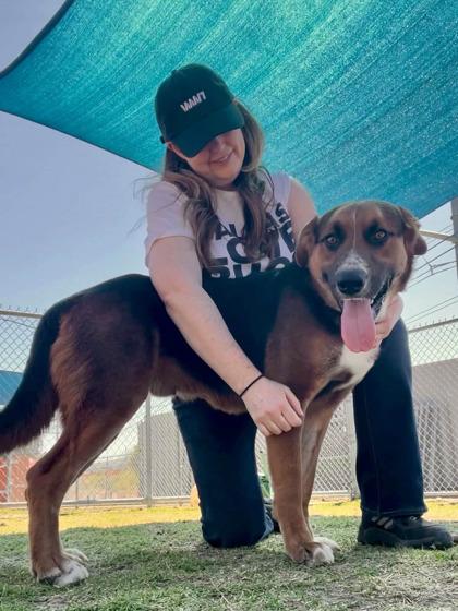 Enlarge Diego, a Adoptable mixed breed in Irving, TX image 3/3
