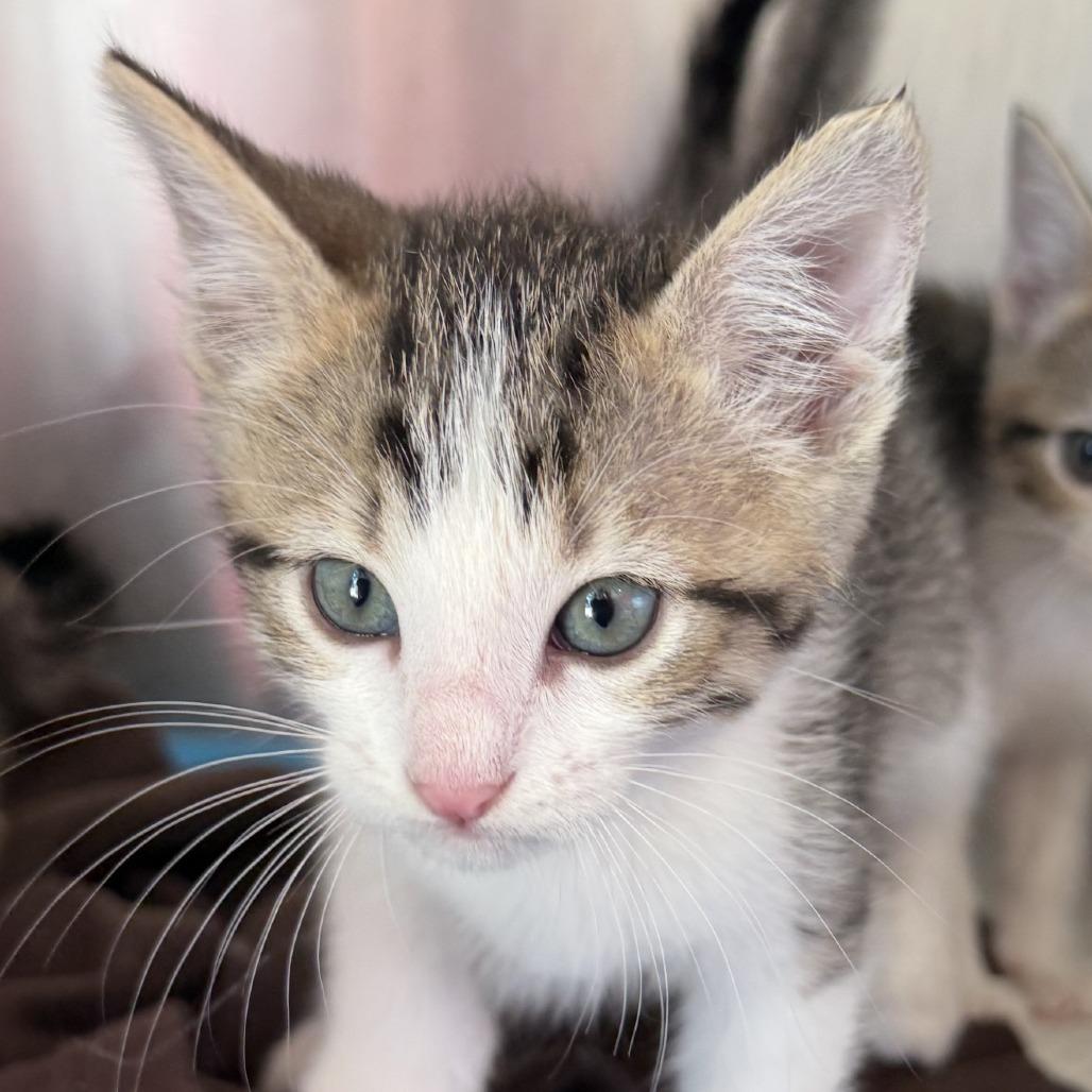 Enlarge Hayes, a Adoptable Domestic Short Hair in Ponca City, OK image 1/3