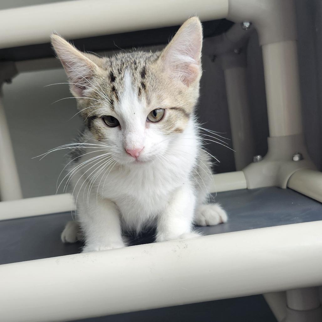 Enlarge Hayes, a Adoptable Domestic Short Hair in Ponca City, OK image 2/3