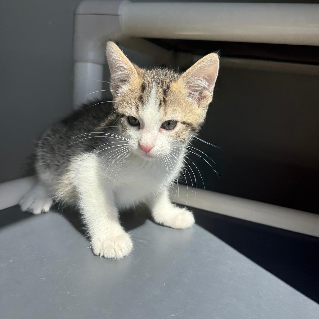 Enlarge Hayes, a Adoptable Domestic Short Hair in Ponca City, OK image 3/3