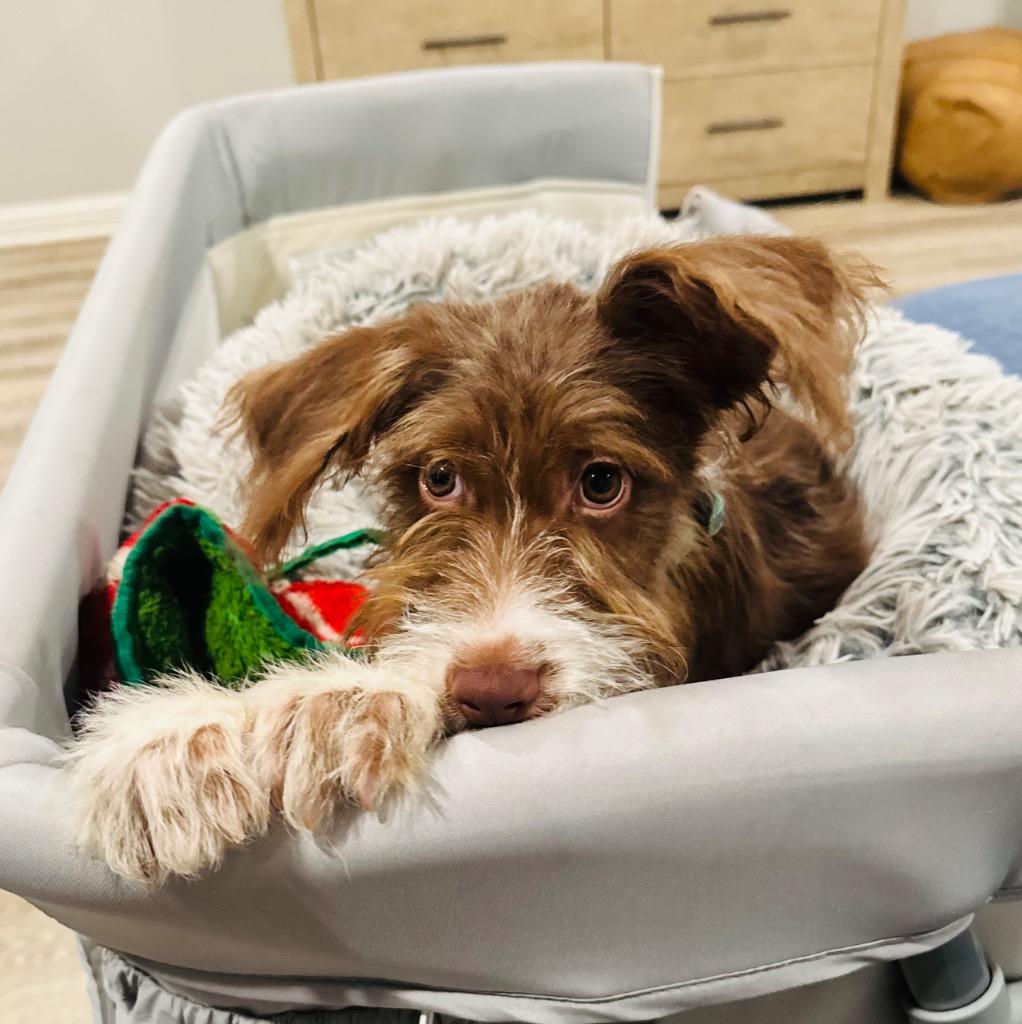 Sammi, a Adopted Terrier in Leander, TX image 1/6