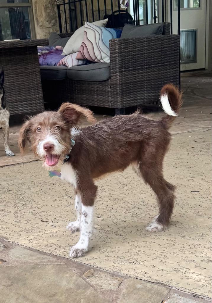 Sammi, a Adopted Terrier in Leander, TX image 2/6