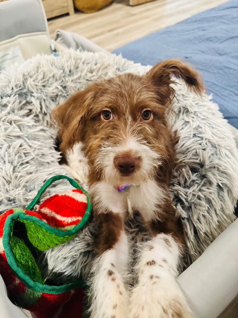 Sammi, a Adopted Terrier in Leander, TX image 3/6