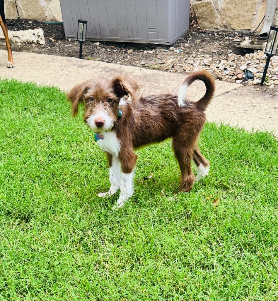 Sammi, a Adopted Terrier in Leander, TX image 4/6
