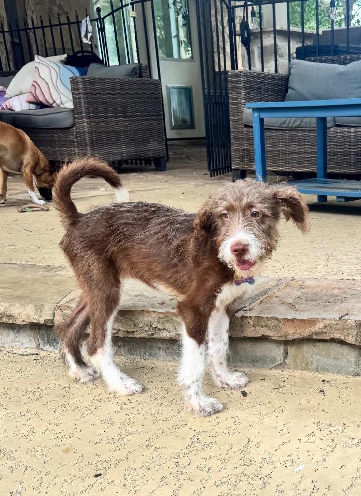 Sammi, a Adopted Terrier in Leander, TX image 5/6