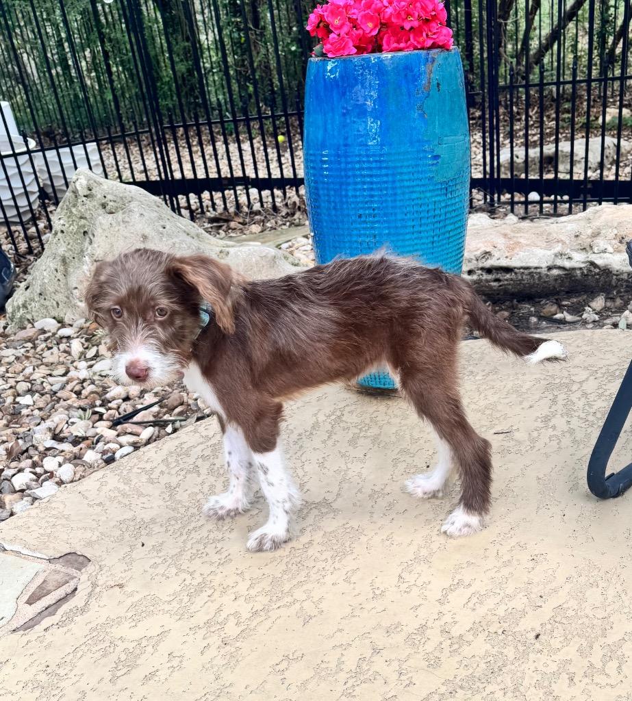 Sammi, a Adopted Terrier in Leander, TX image 6/6