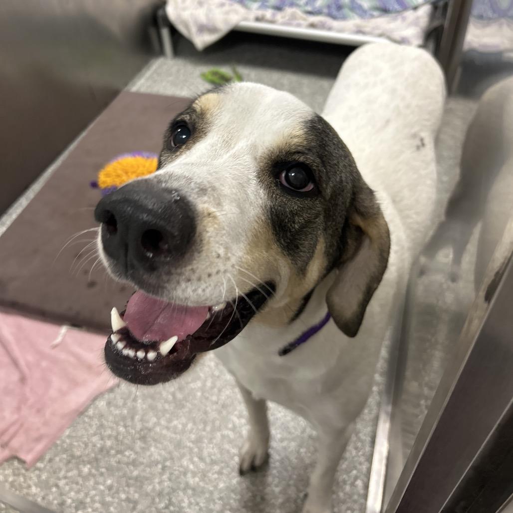 Lily, Adoptable, Adult Female Great Pyrenees.
