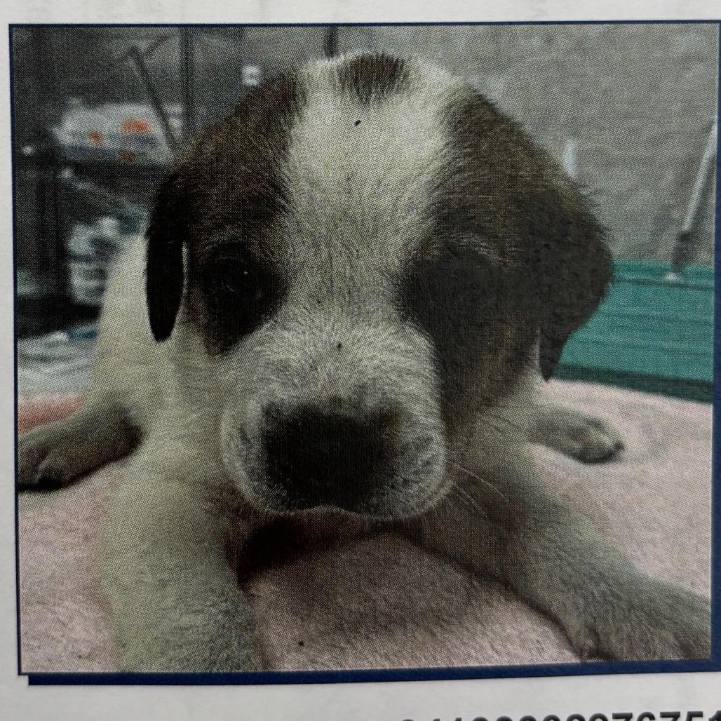 Enlarge Lily, a Adoptable Great Pyrenees in Jupiter, FL image 2/3
