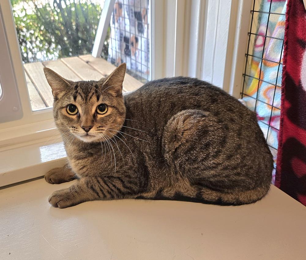 Poseidon, Adoptable, Adult Male Domestic Short Hair.