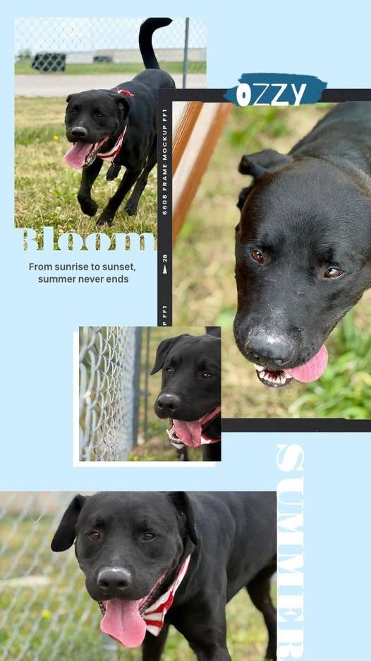 Ozzy, Adoptable, Adult Male Labrador Retriever & Mixed Breed.