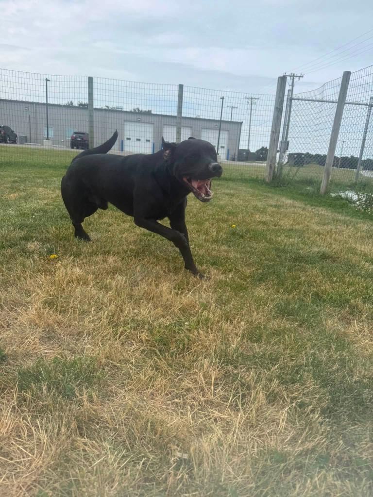 Enlarge Ozzy, a Adoptable mixed breed in Rensselaer, IN image 1/1