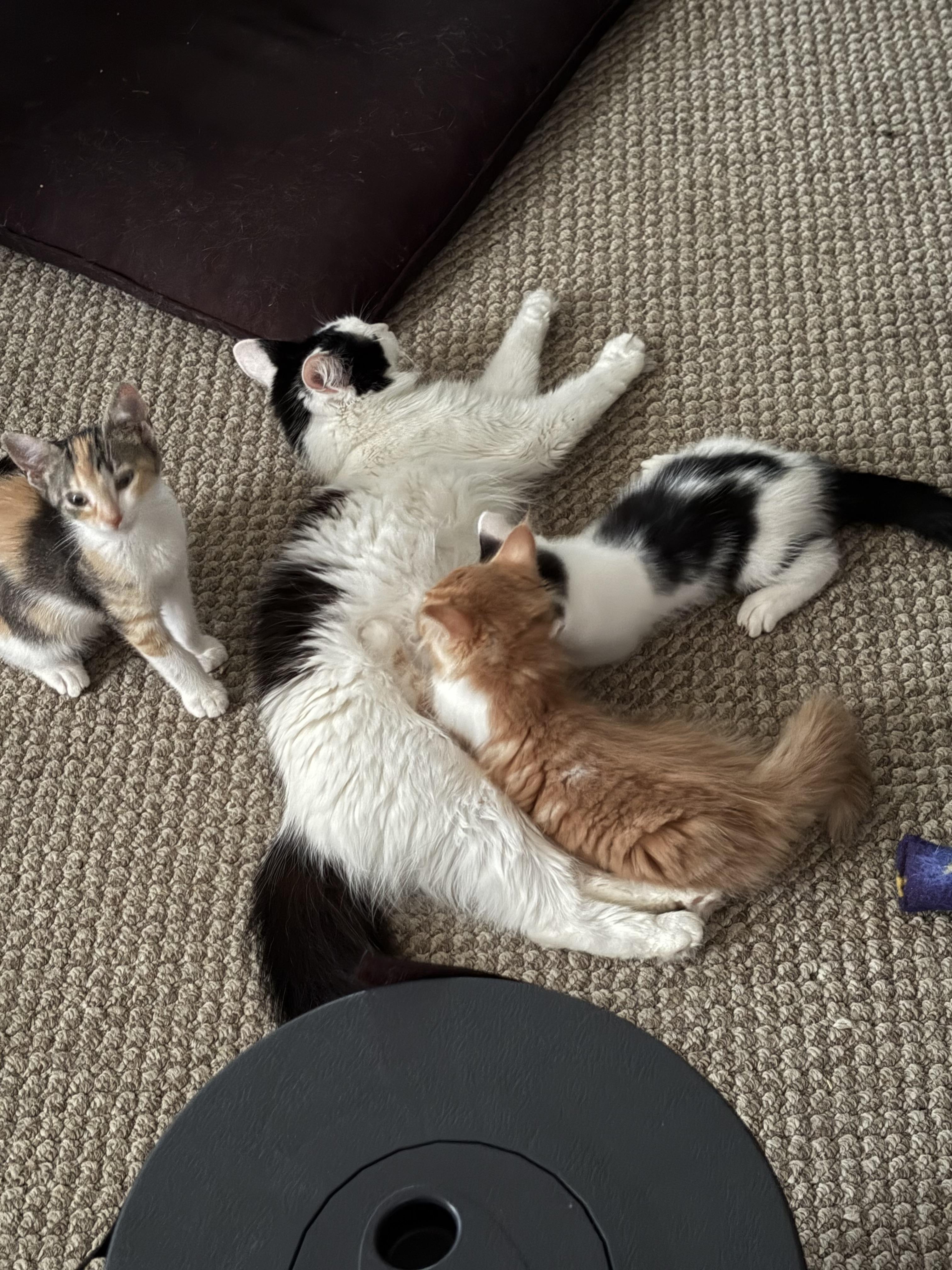 Enlarge Medusa & Madge, a Adoptable Domestic Medium Hair in Independence, OH image 1/4