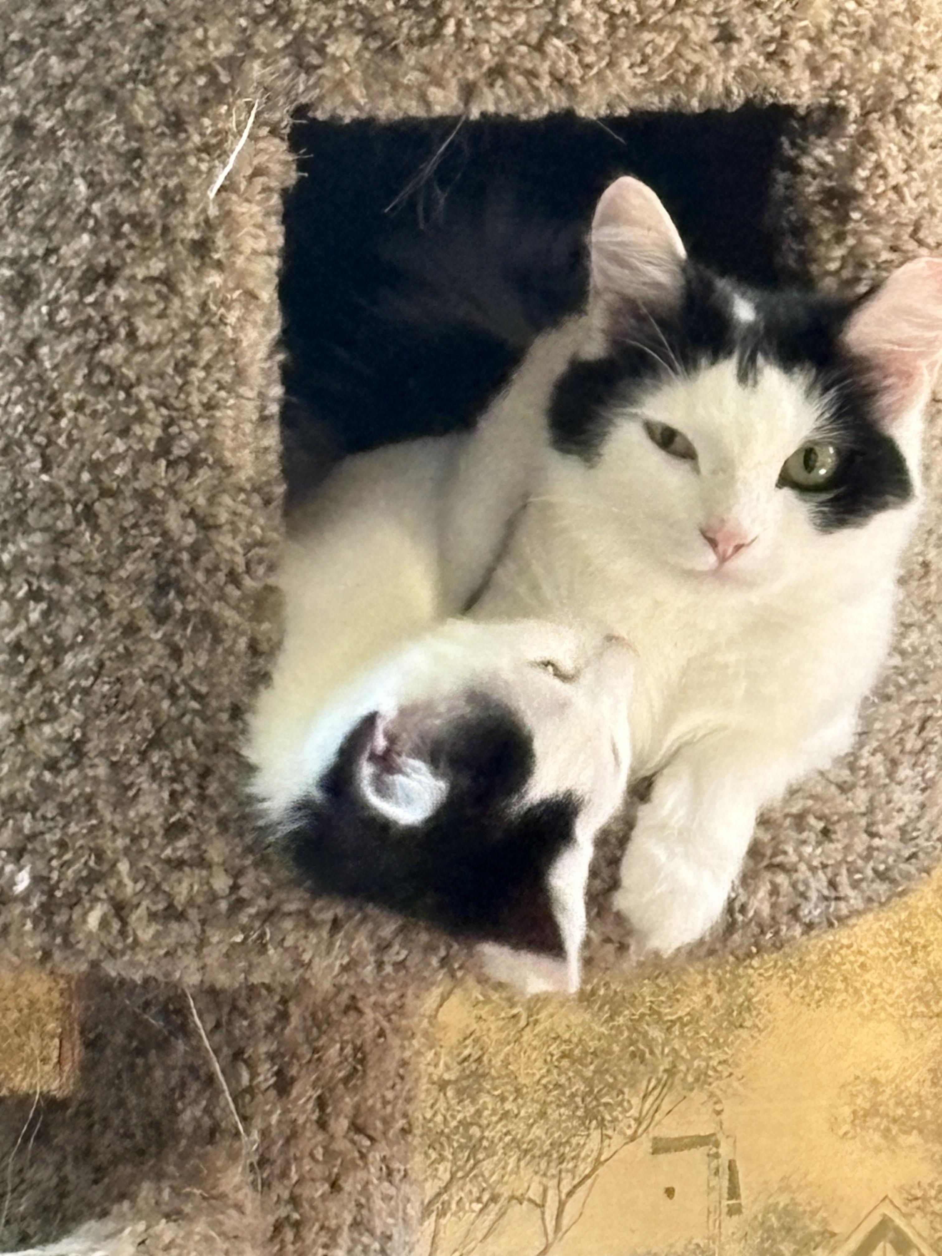 Enlarge Medusa & Madge, a Adoptable Domestic Medium Hair in Independence, OH image 2/4