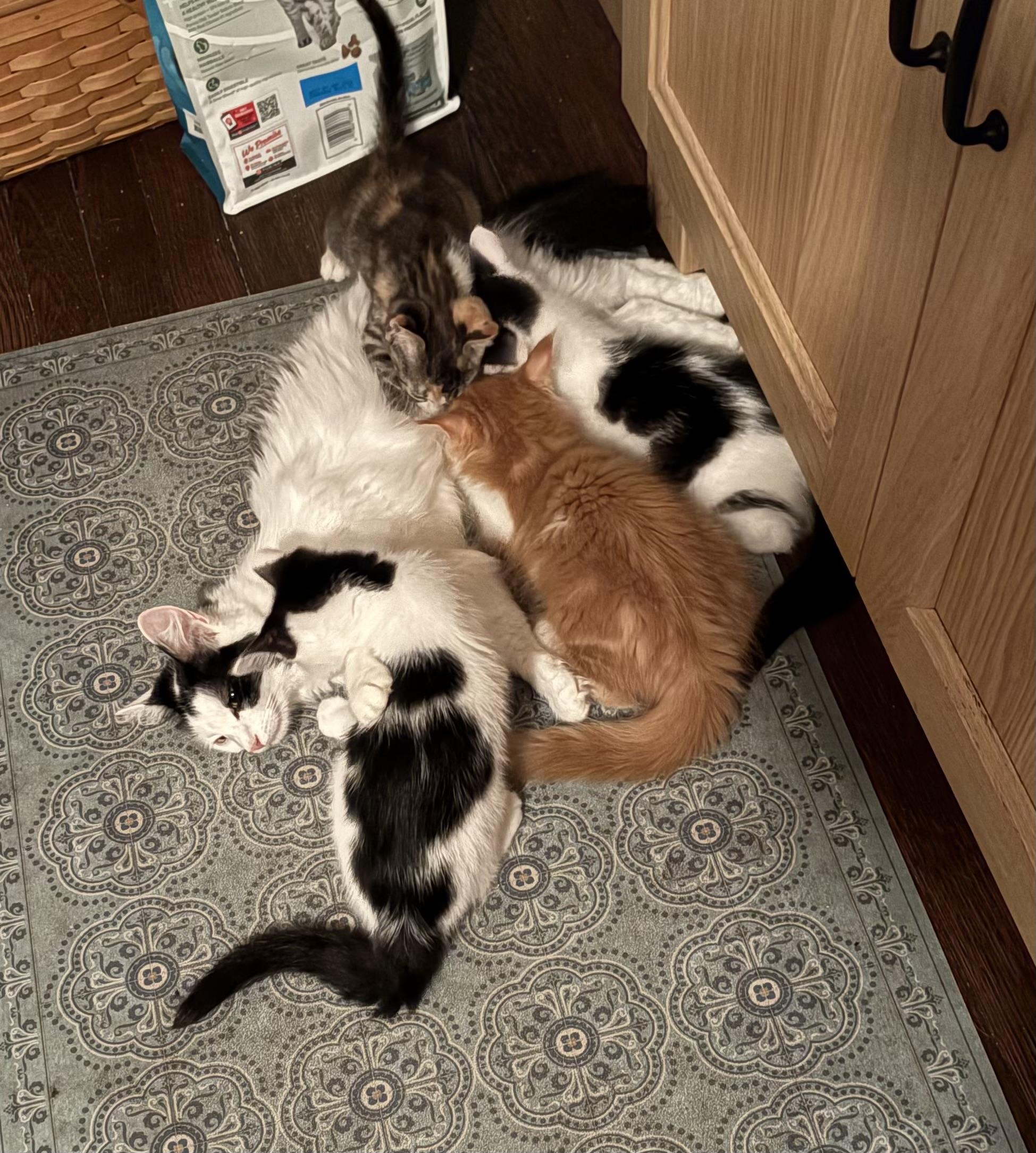 Enlarge Medusa & Madge, a Adoptable Domestic Medium Hair in Independence, OH image 3/4