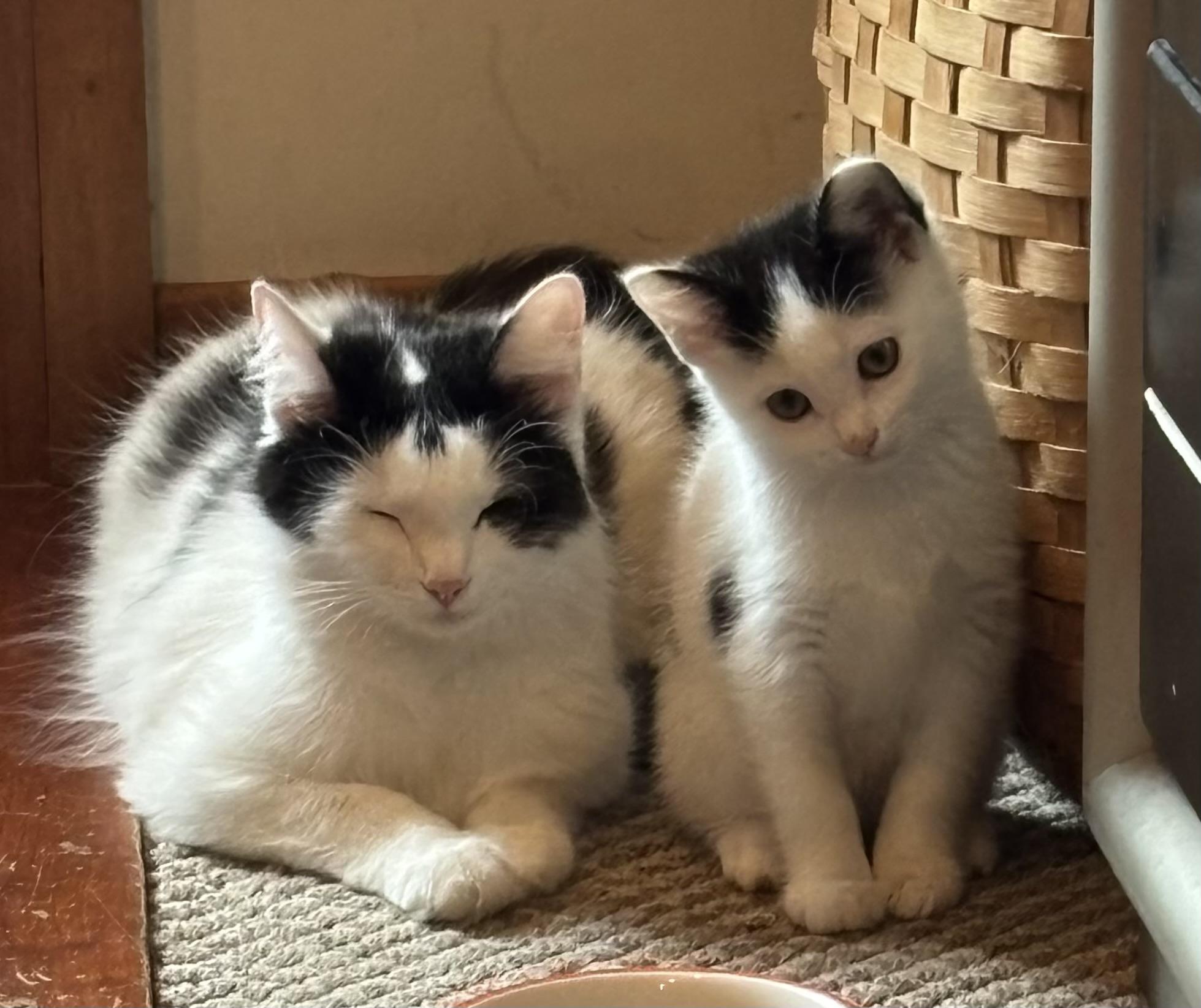 Enlarge Medusa & Madge, a Adoptable Domestic Medium Hair in Independence, OH image 4/4