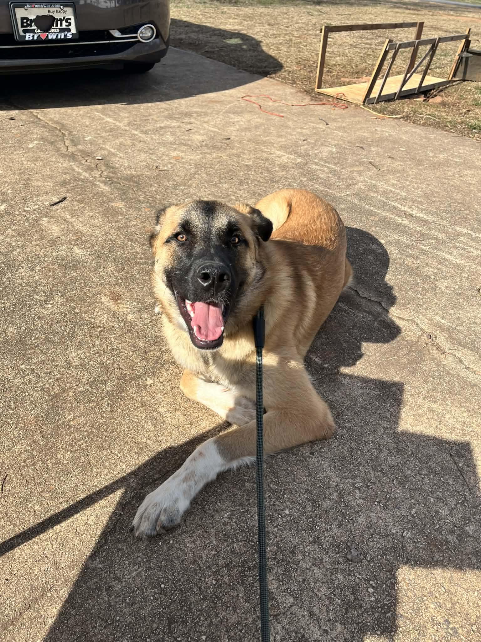 Auggie, Adoptable, Young Male Anatolian Shepherd.