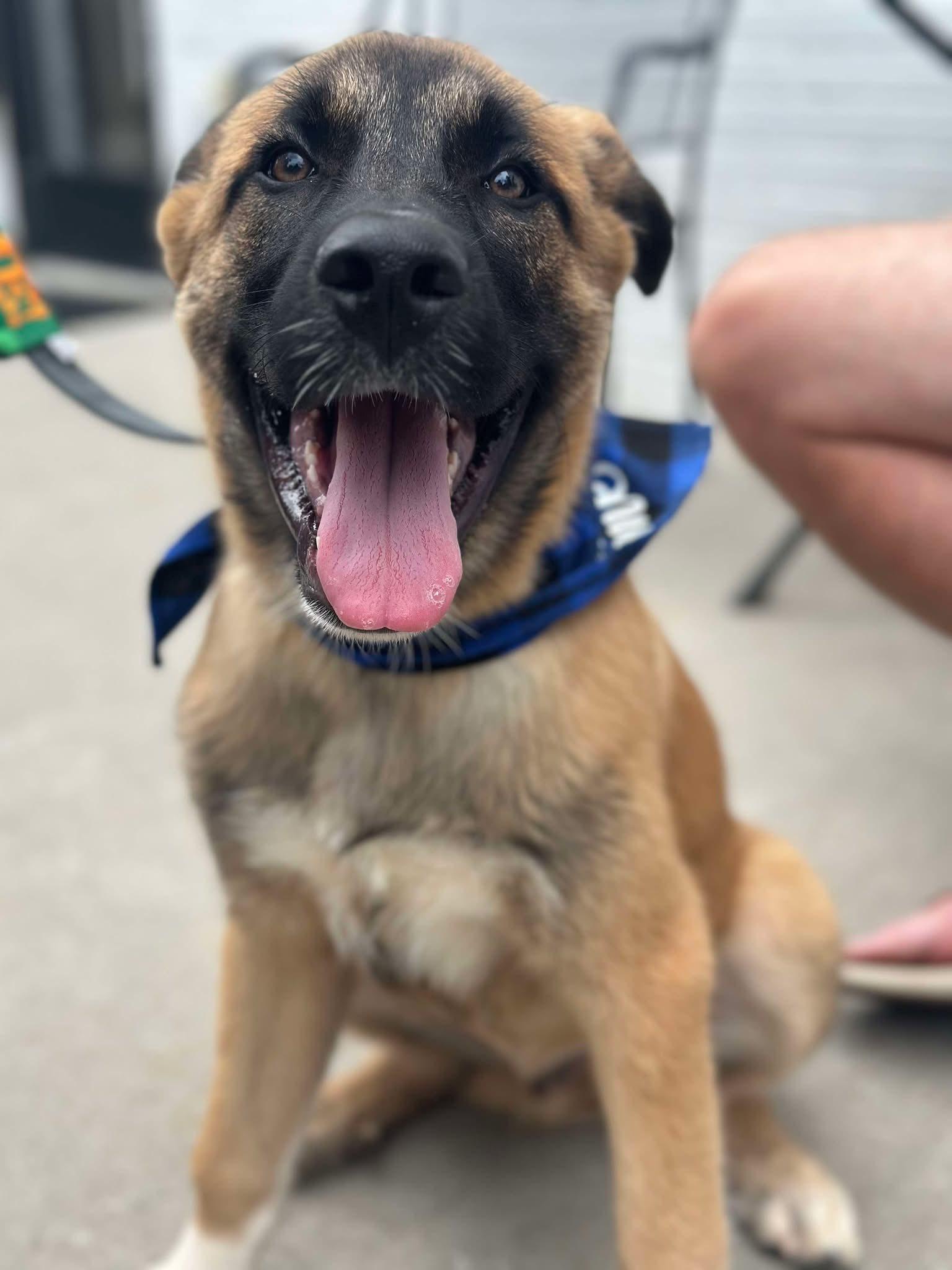 Auggie, a Adoptable Anatolian Shepherd in Greenville, SC image 1/3