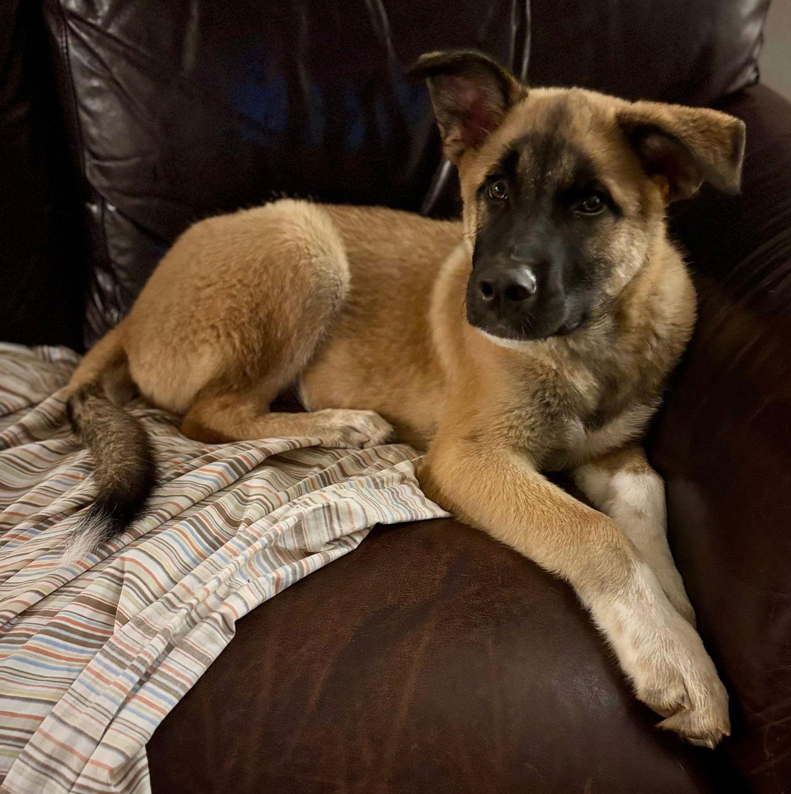 Auggie, a Adoptable Anatolian Shepherd in Greenville, SC image 2/3