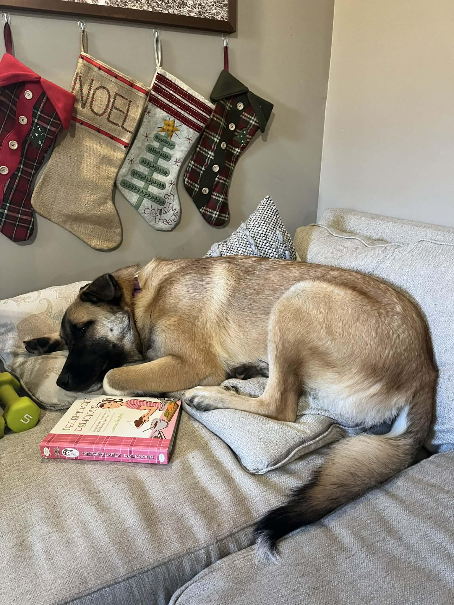 Auggie, a Adoptable Anatolian Shepherd in Greenville, SC image 2/3