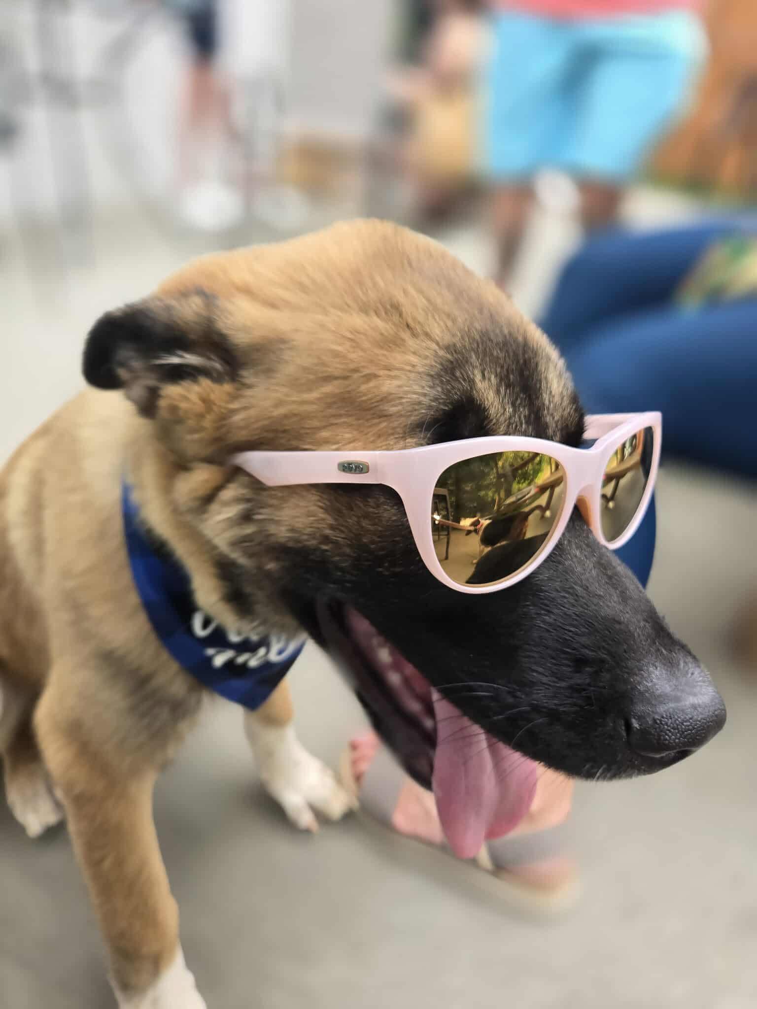 Auggie, a Adoptable Anatolian Shepherd in Greenville, SC image 3/3