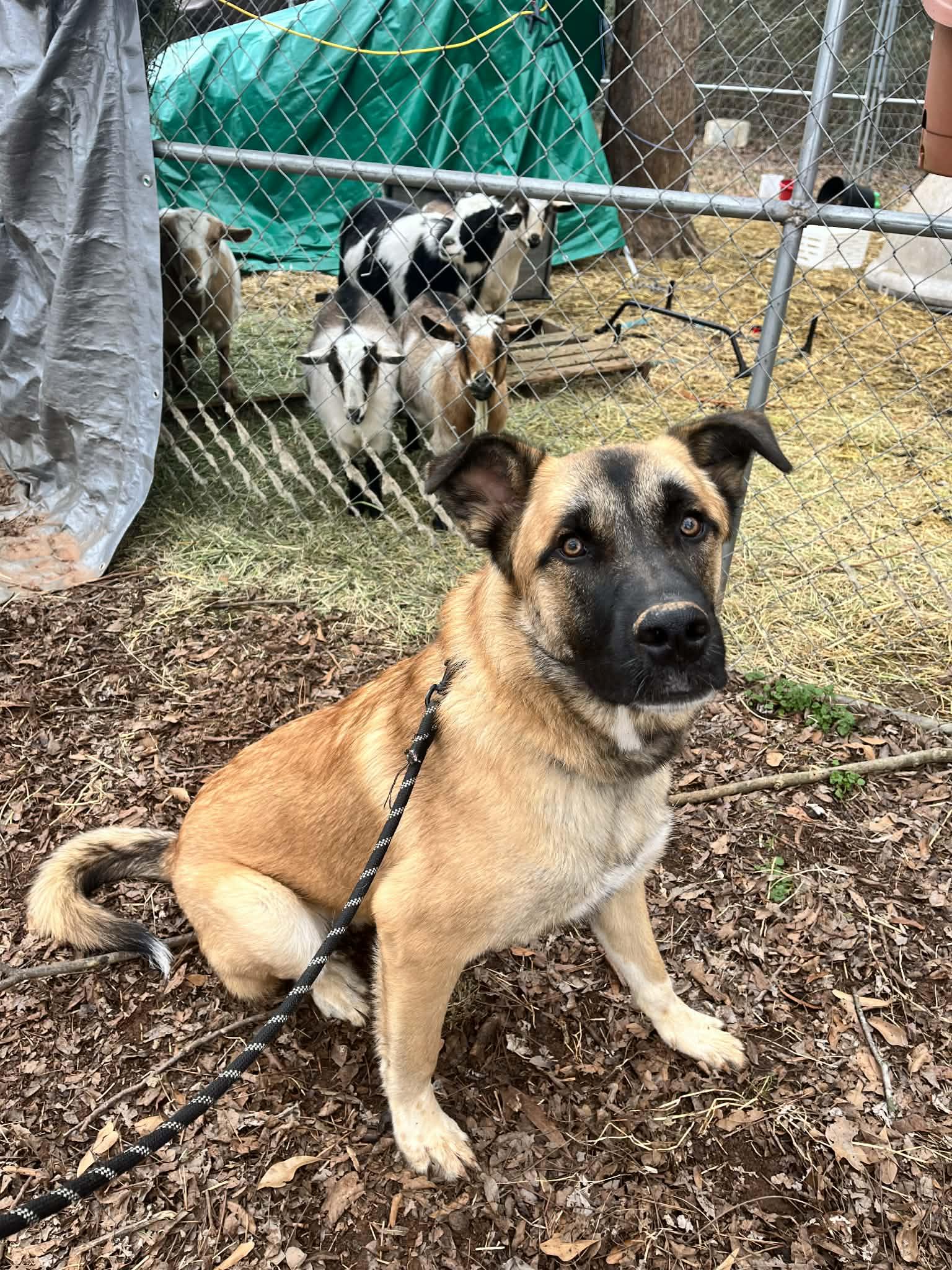 Auggie, a Adoptable Anatolian Shepherd in Greenville, SC image 3/3
