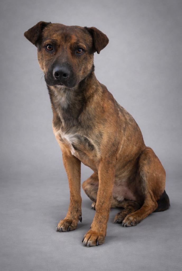 Enlarge Vagabond 25, a Adoptable mixed breed in Brookhaven, MS image 1/2
