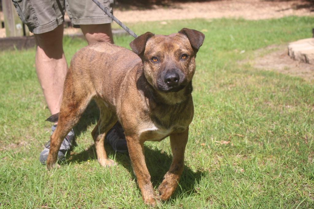 Enlarge Vagabond 25, a Adoptable mixed breed in Brookhaven, MS image 2/4