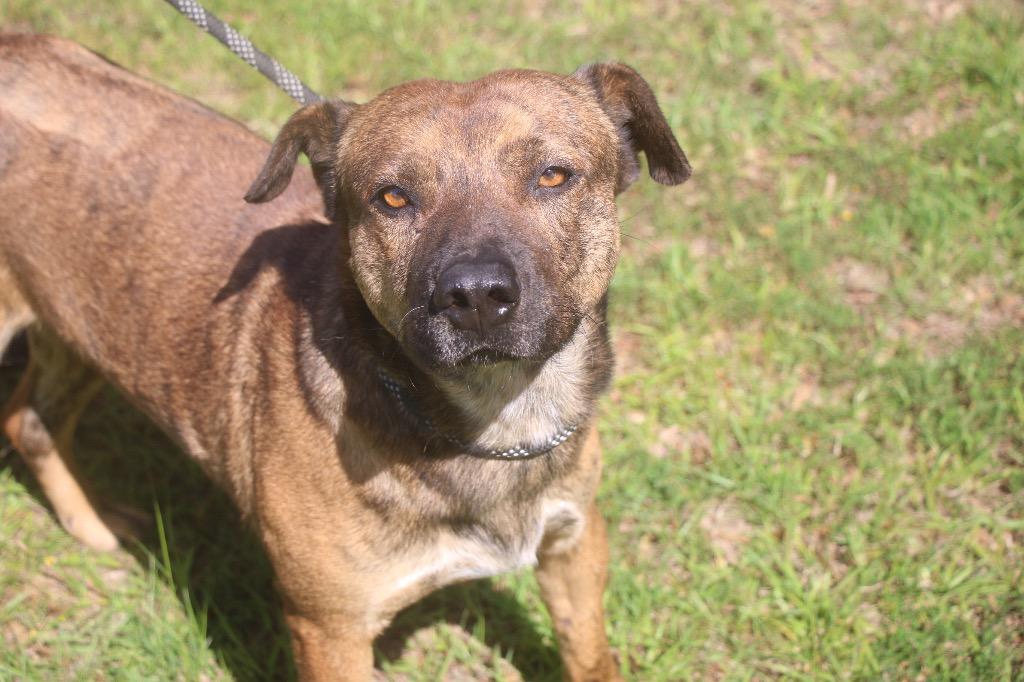 Enlarge Vagabond 25, a Adoptable mixed breed in Brookhaven, MS image 3/4