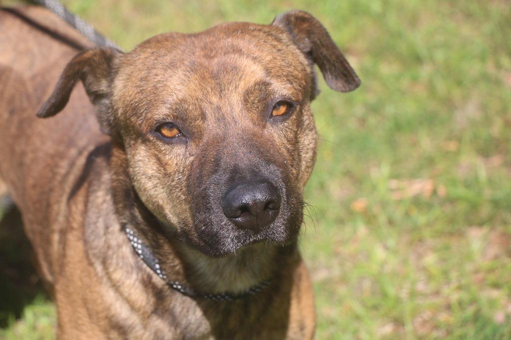 Enlarge Vagabond 25, a Adoptable mixed breed in Brookhaven, MS image 4/4