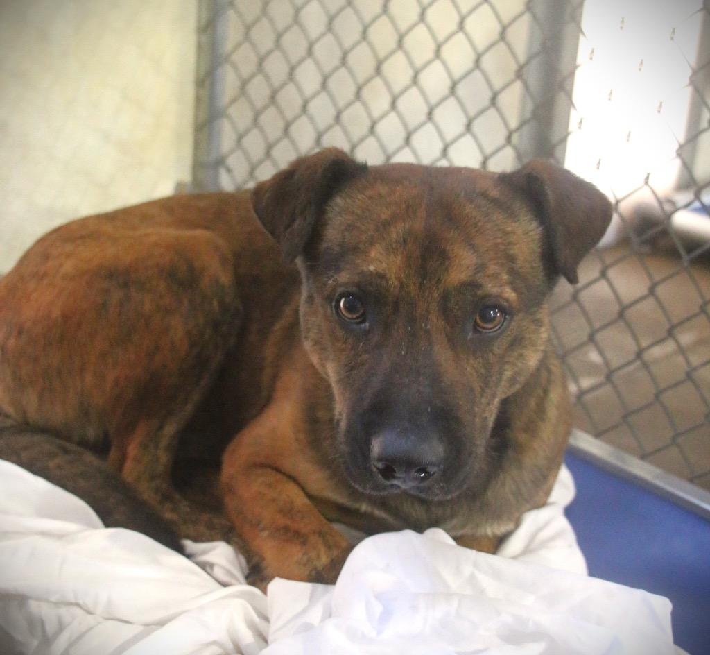 Enlarge Vagabond 25, a Adoptable mixed breed in Brookhaven, MS image 2/2