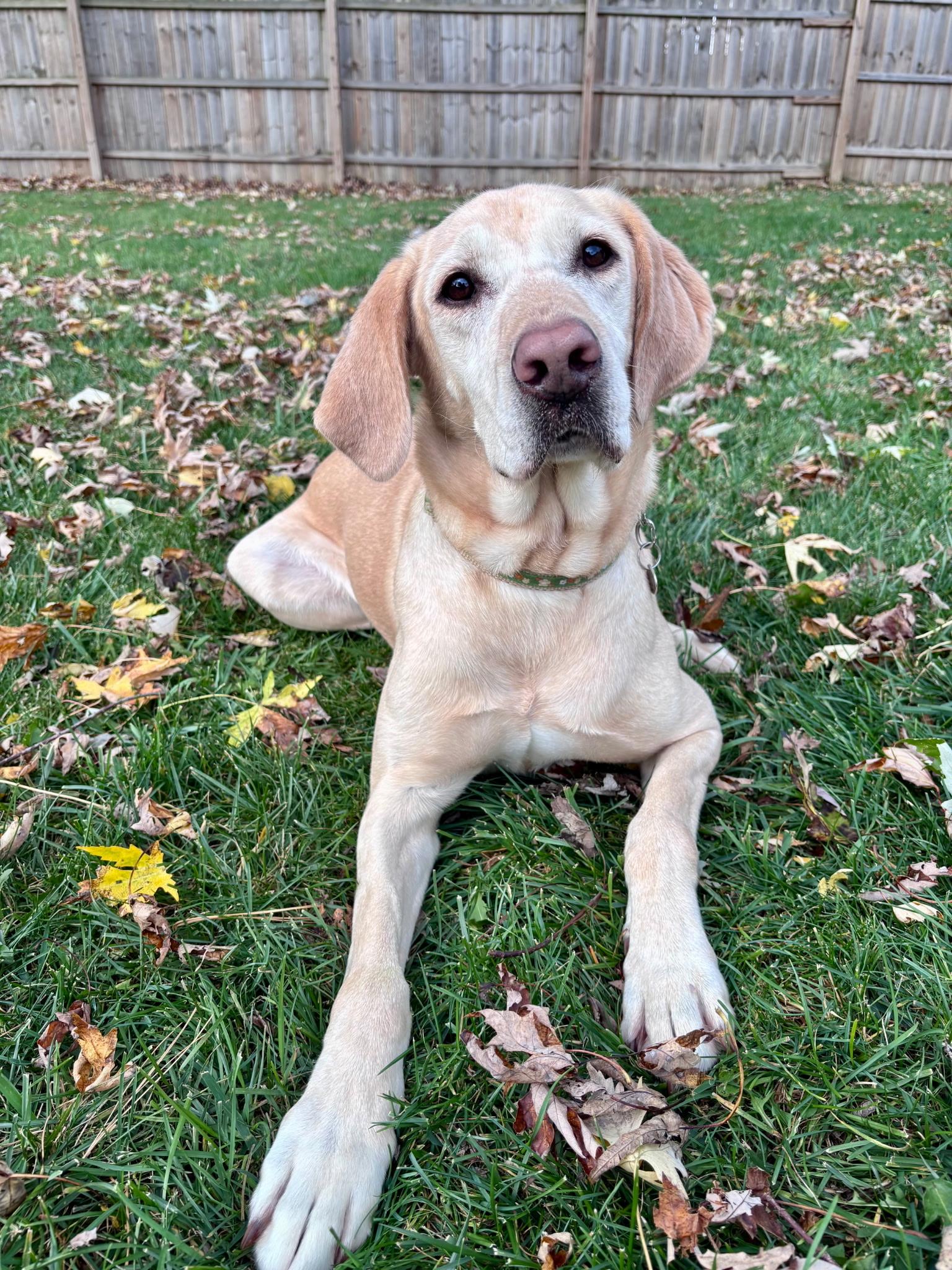 Enlarge Poppy, a Adoptable mixed breed in Port Huron, MI image 2/2