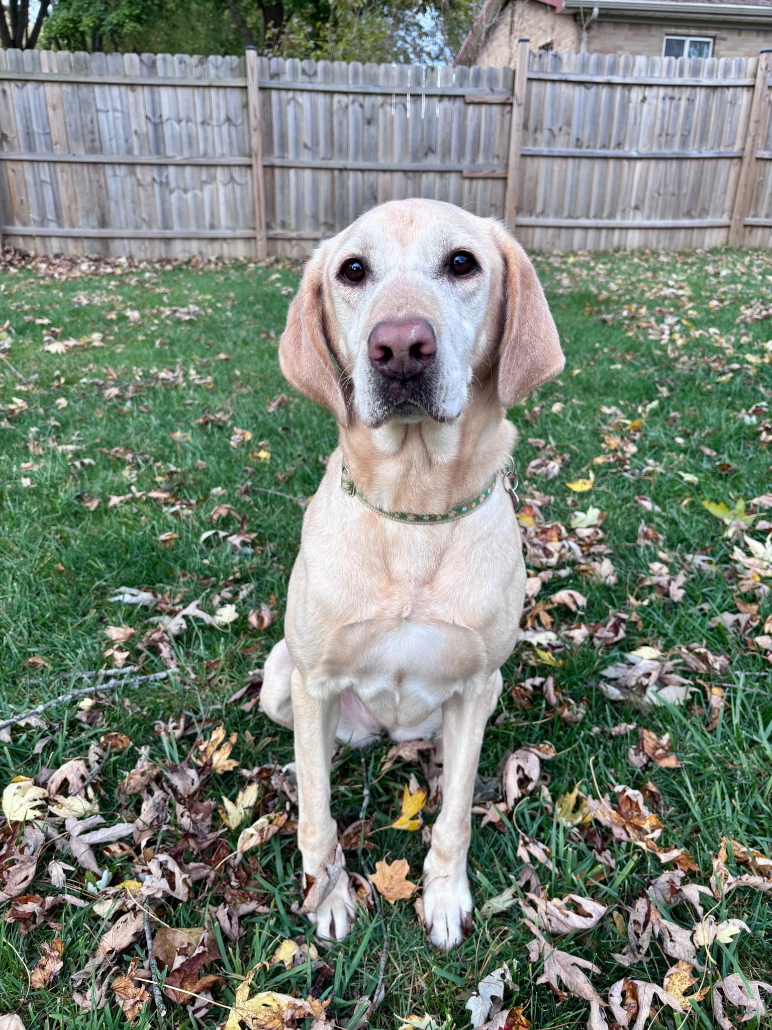 Poppy, Adoptable, Adult Female Yellow Labrador Retriever.